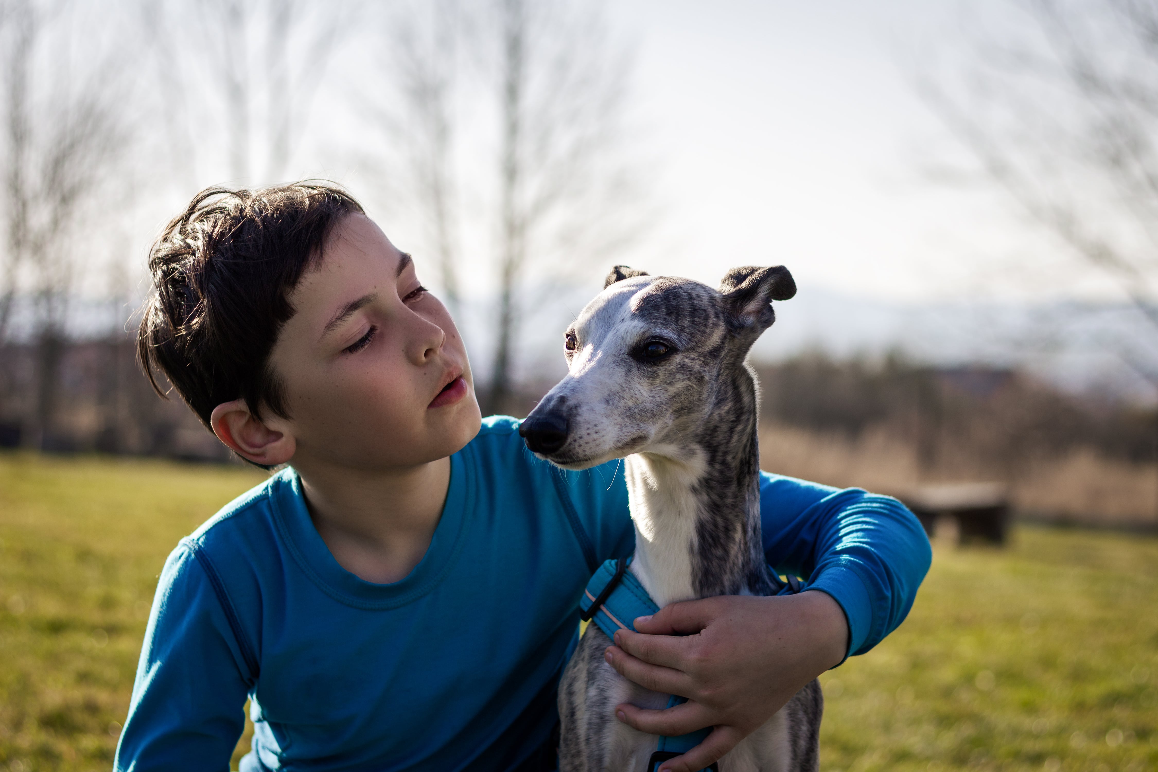 Greyhound - Personality, History, Exercise - Asda Money