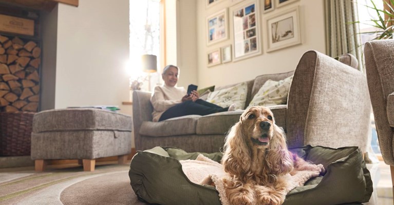 A puppy sits on it's bed while a woman sits on a sofa looking on