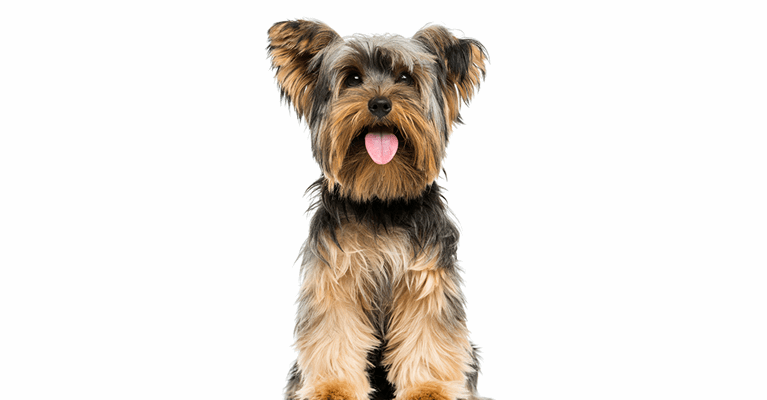 Yorkshire Terrier Personality