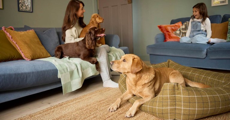 Three dogs sit in a living room