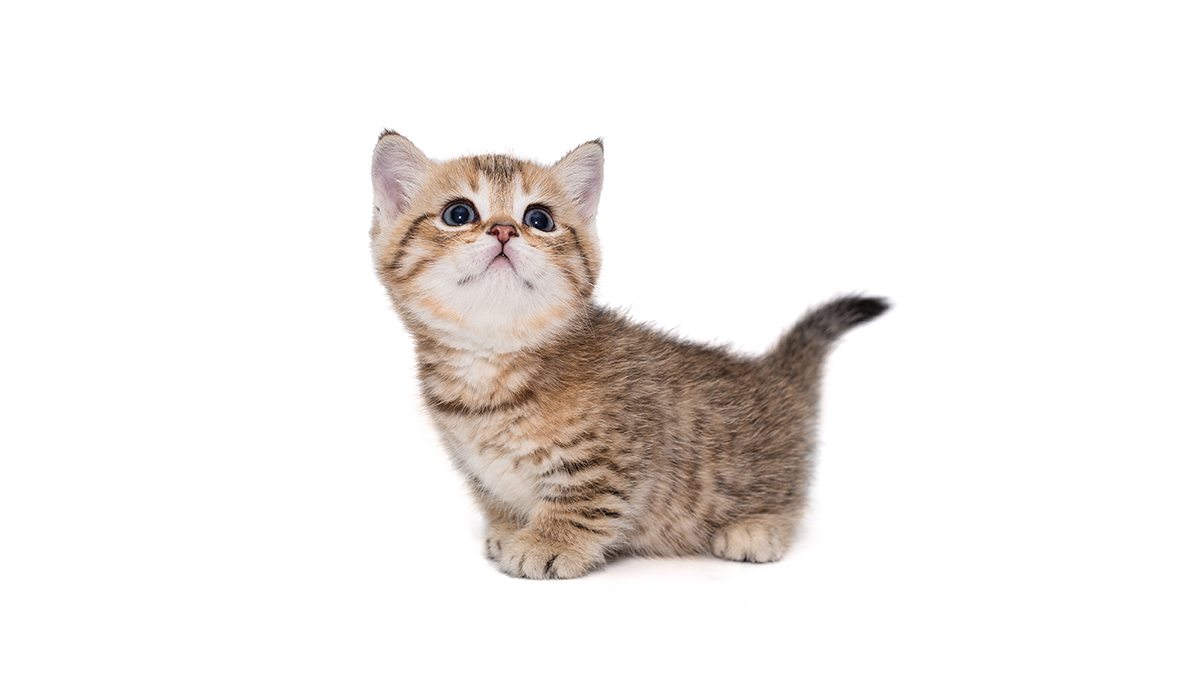 Bananya Munchkin Cat Poster | TeeShirtPalace