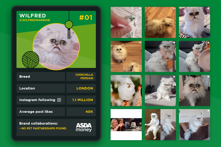 Pet Influencer top trump - Wilfred