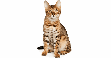 Munchkin Cat Breed - Personality, History, Exercise - Asda Money